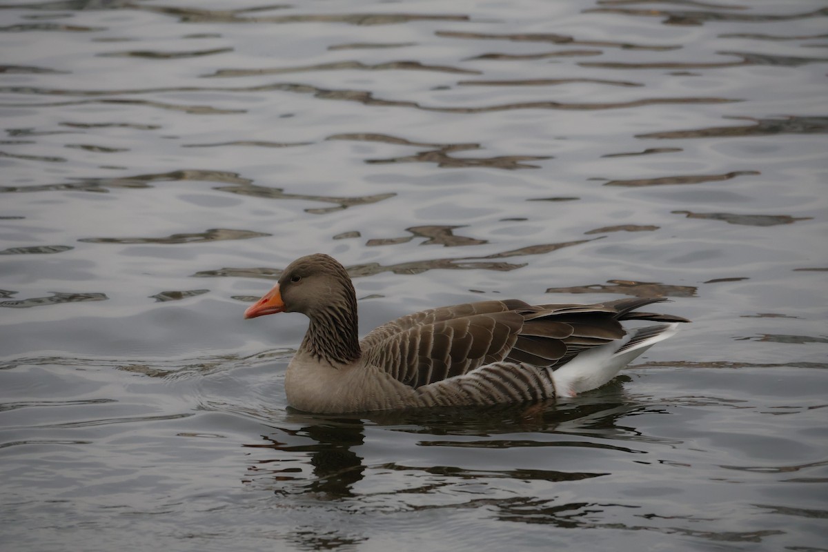 grågås - ML646249875