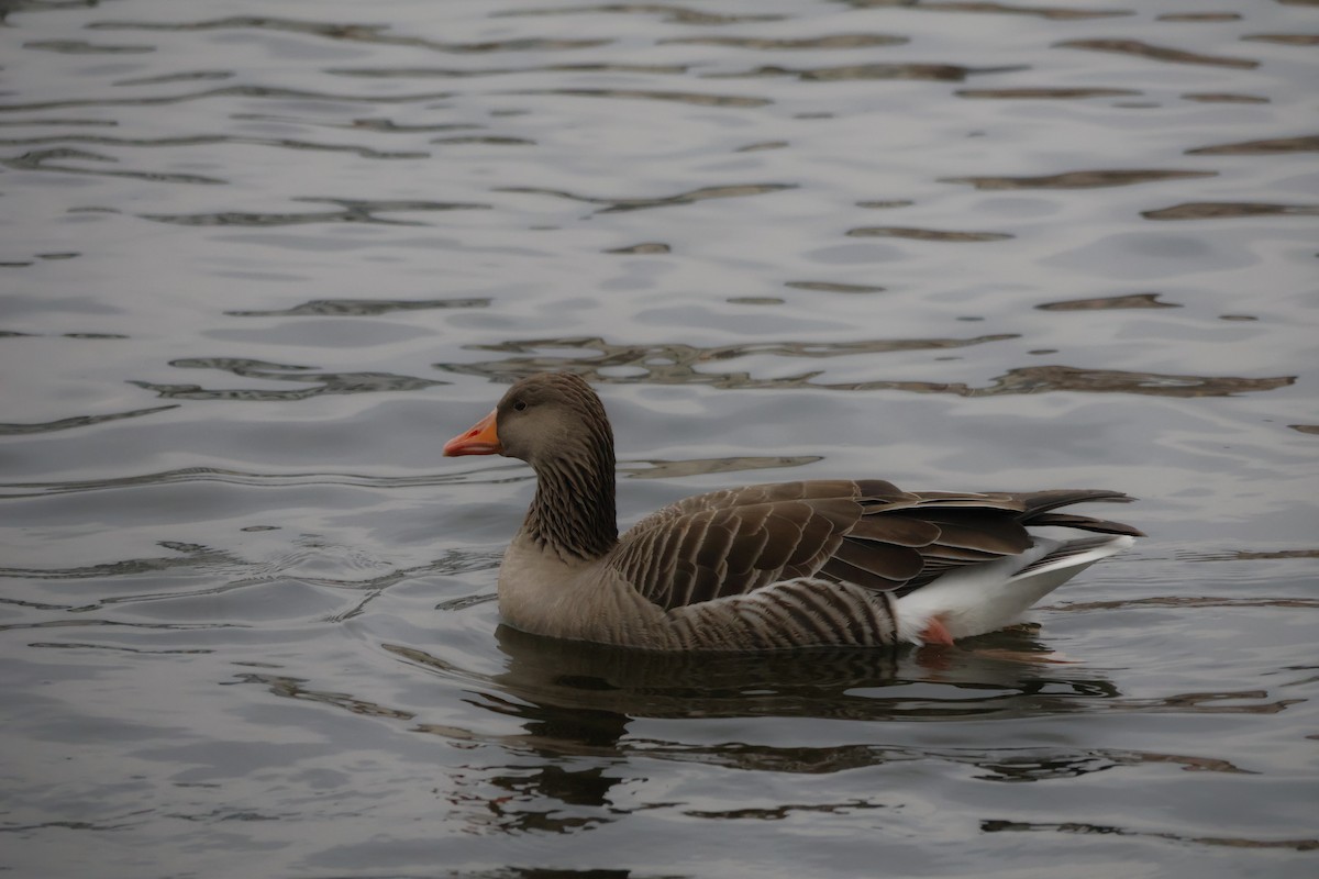 grågås - ML646249876