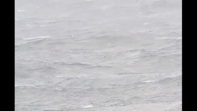 Cape Verde/Desertas Petrel - ML646249877