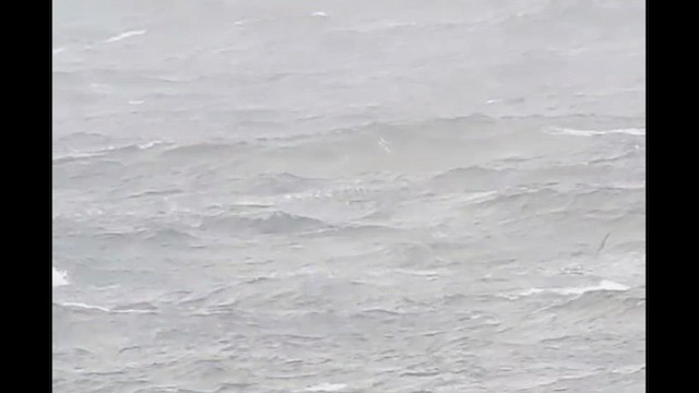 Cape Verde/Desertas Petrel - ML646249878