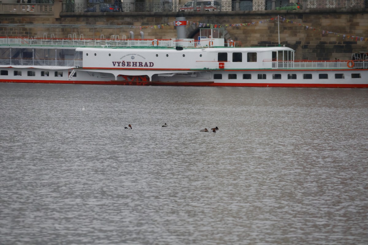 Tafelente - ML646249879