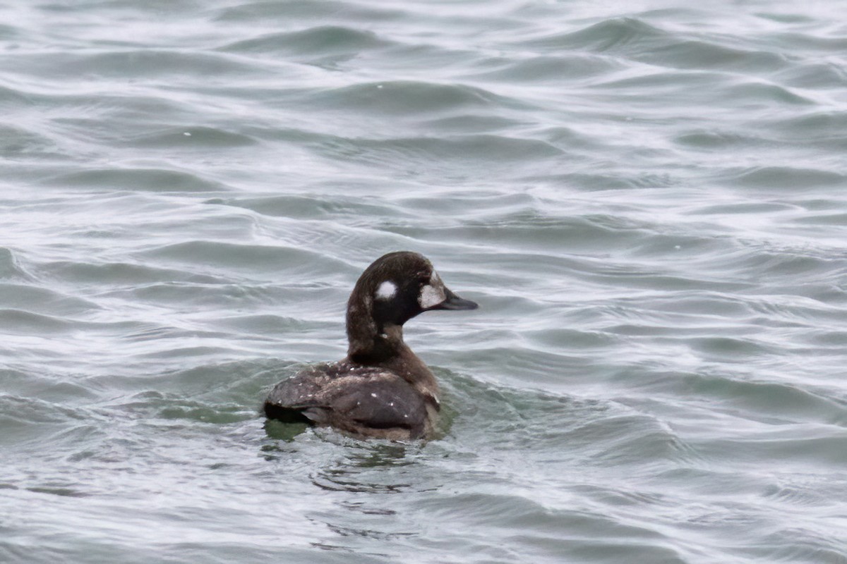 シノリガモ - ML646249880