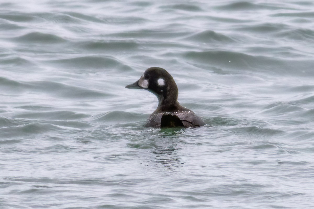 シノリガモ - ML646249881