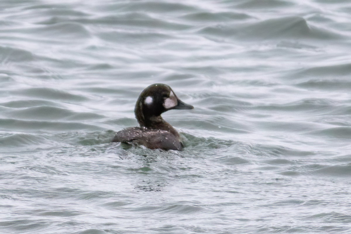 Harlequin Duck - ML646249882