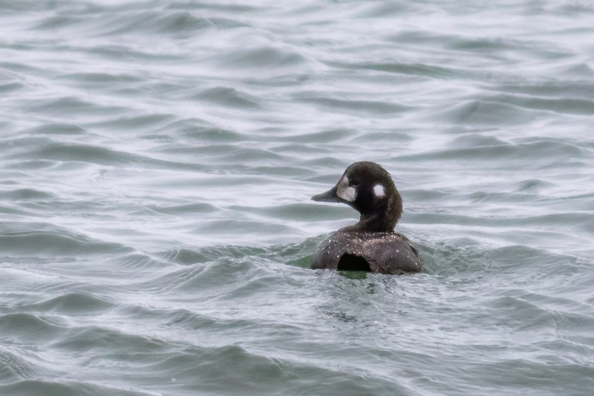 シノリガモ - ML646249883