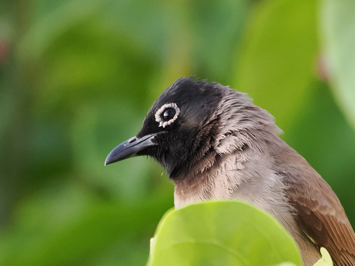 アラビアヒヨドリ - ML646249885