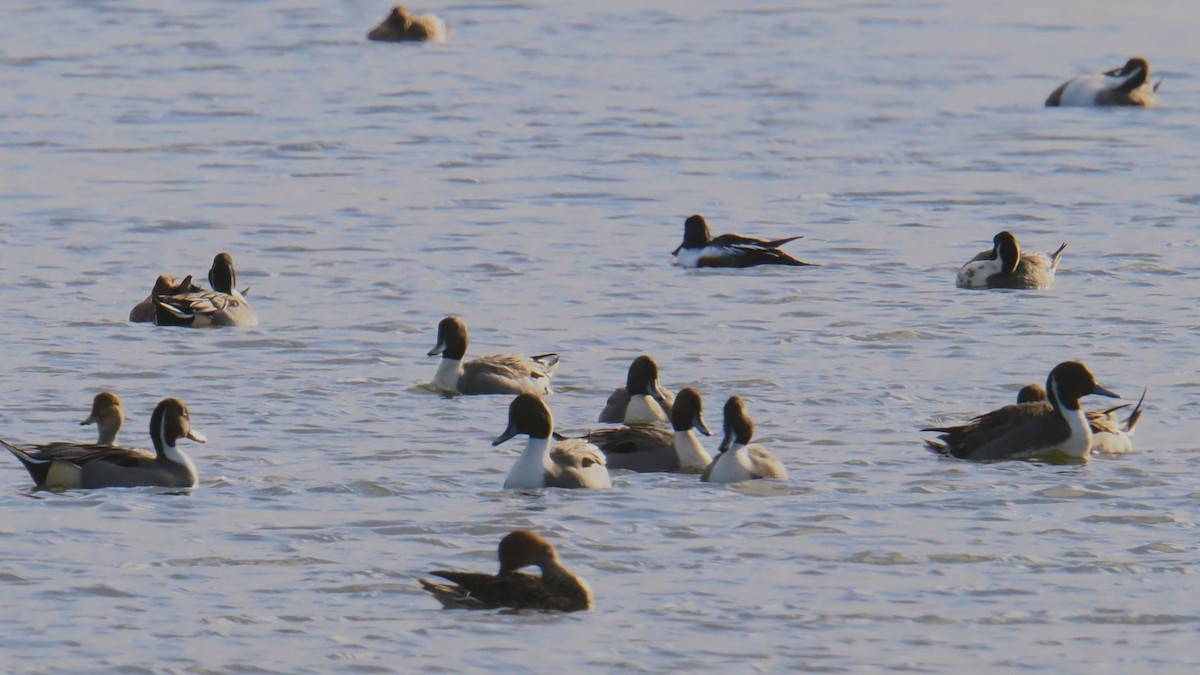 オナガガモ - ML646249888