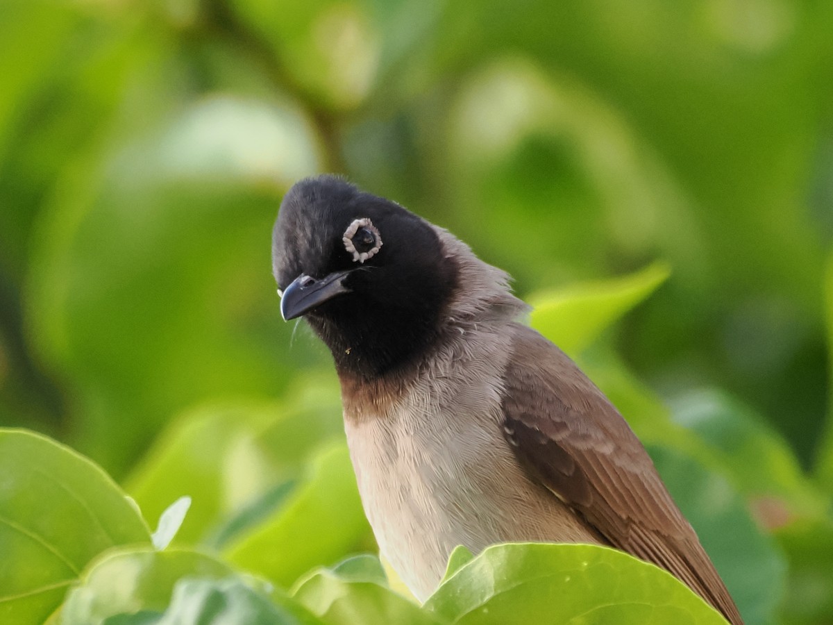 アラビアヒヨドリ - ML646249889