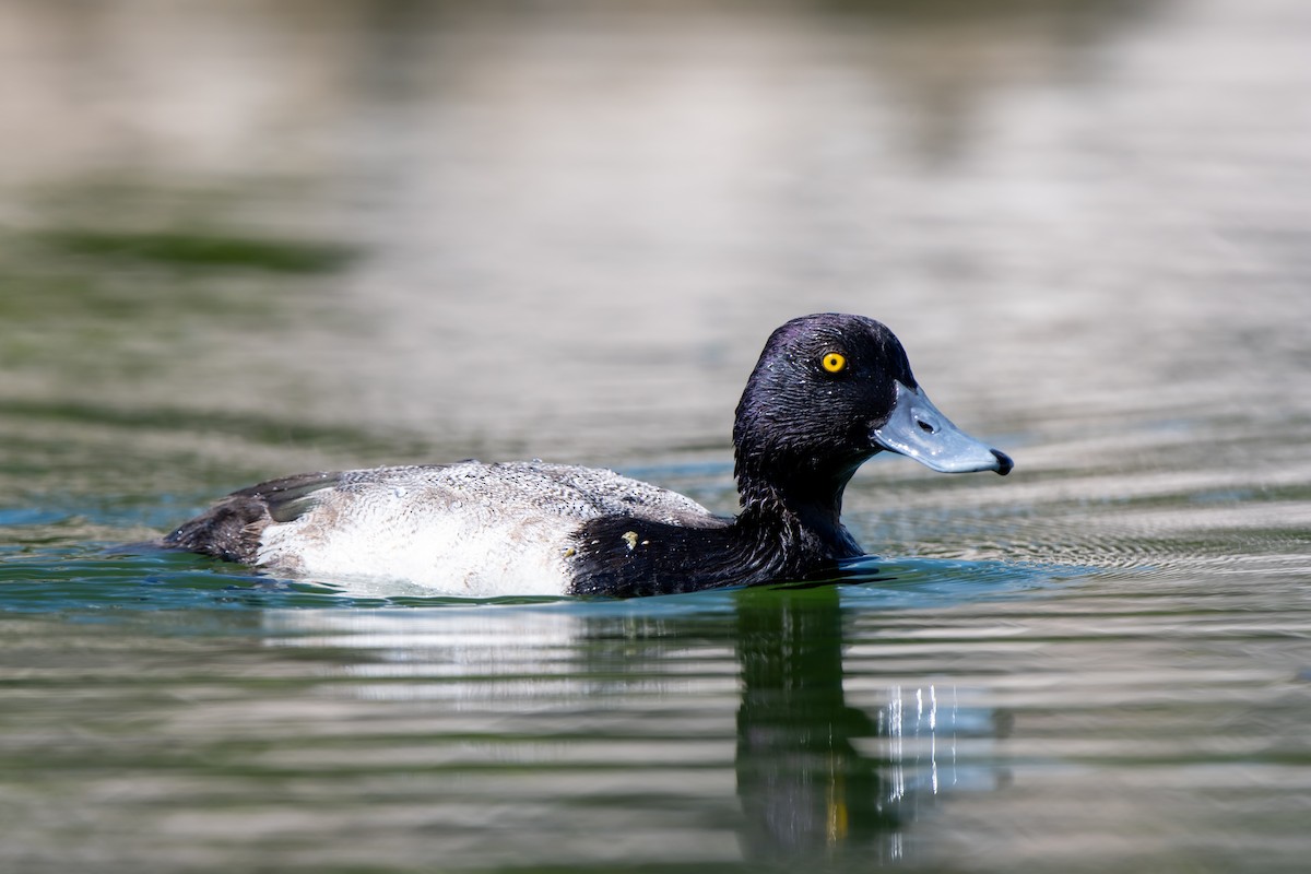 コスズガモ - ML646249890