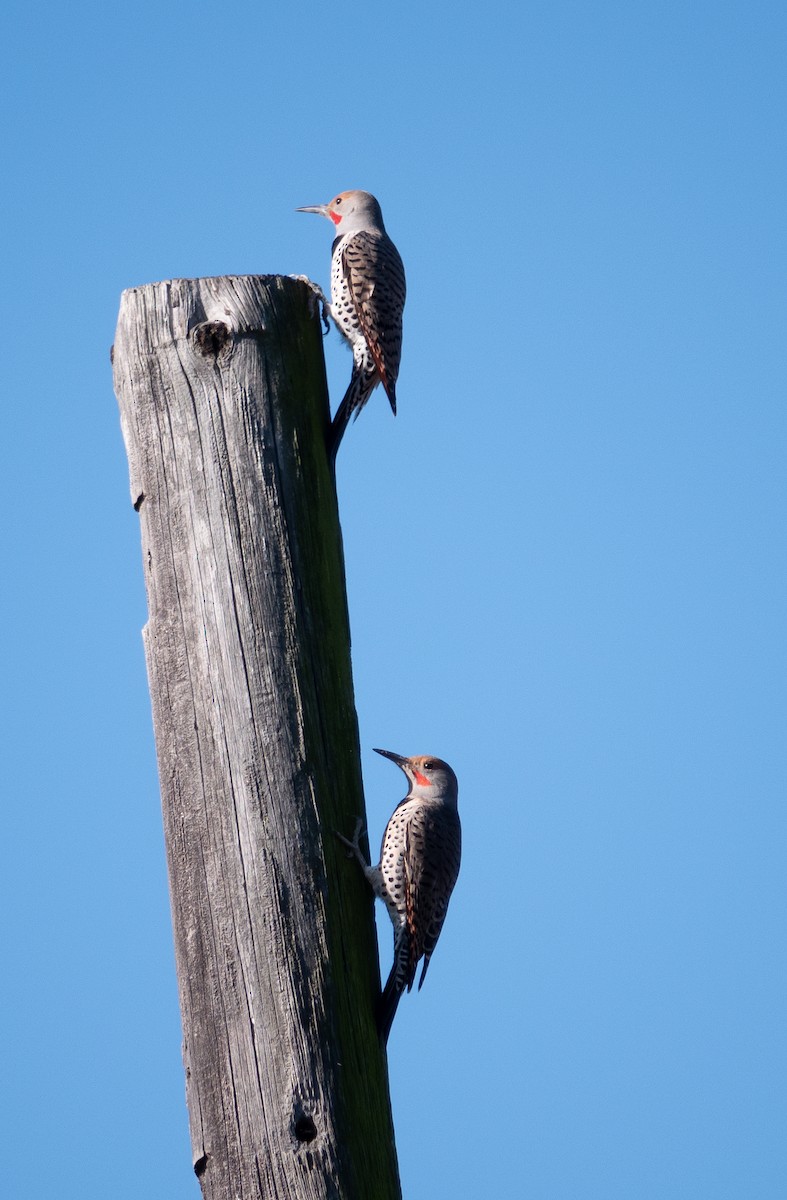 ハシボソキツツキ - ML646249891