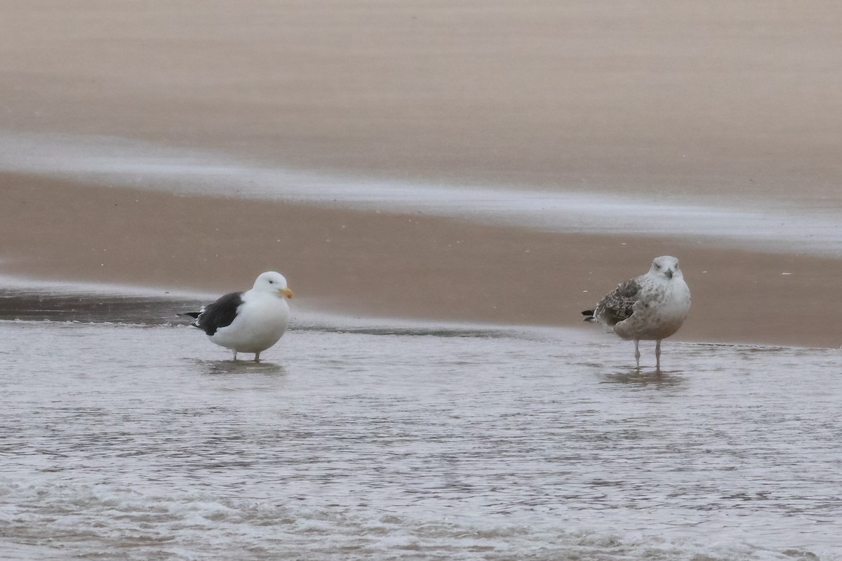 オオカモメ - ML646249892