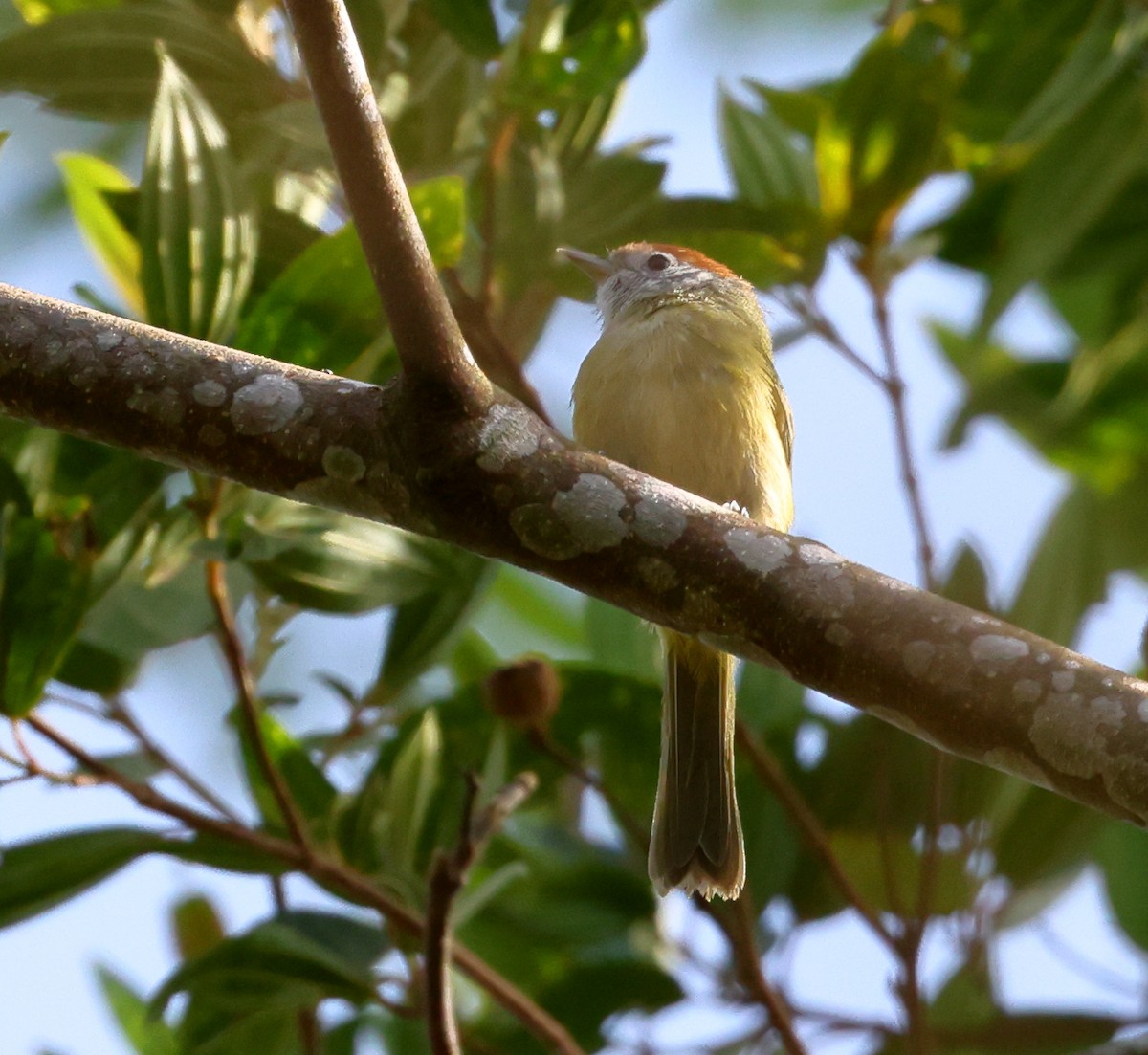 ズアカヒメモズモドキ - ML646249896