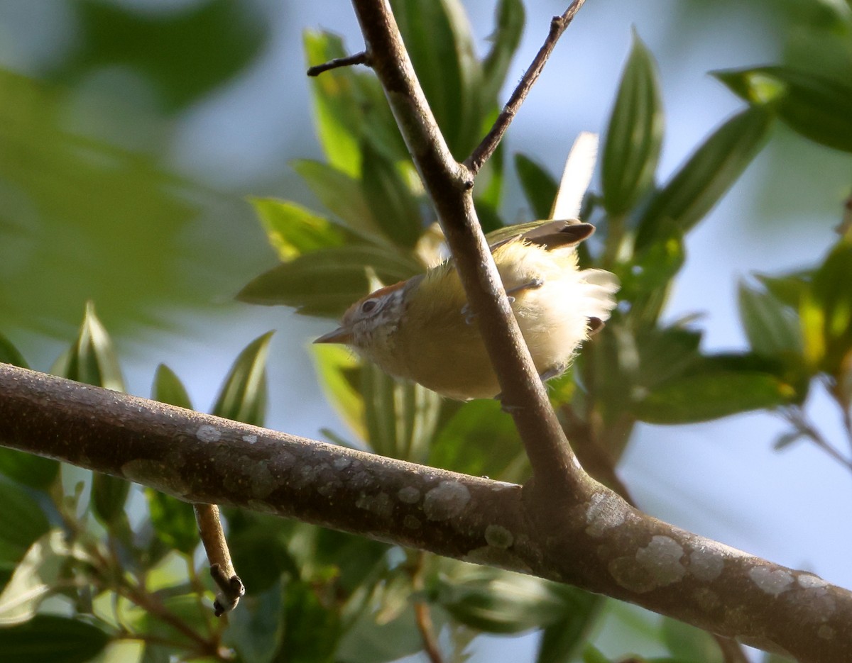 ズアカヒメモズモドキ - ML646249897