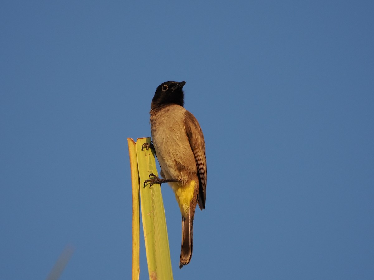 アラビアヒヨドリ - ML646249898