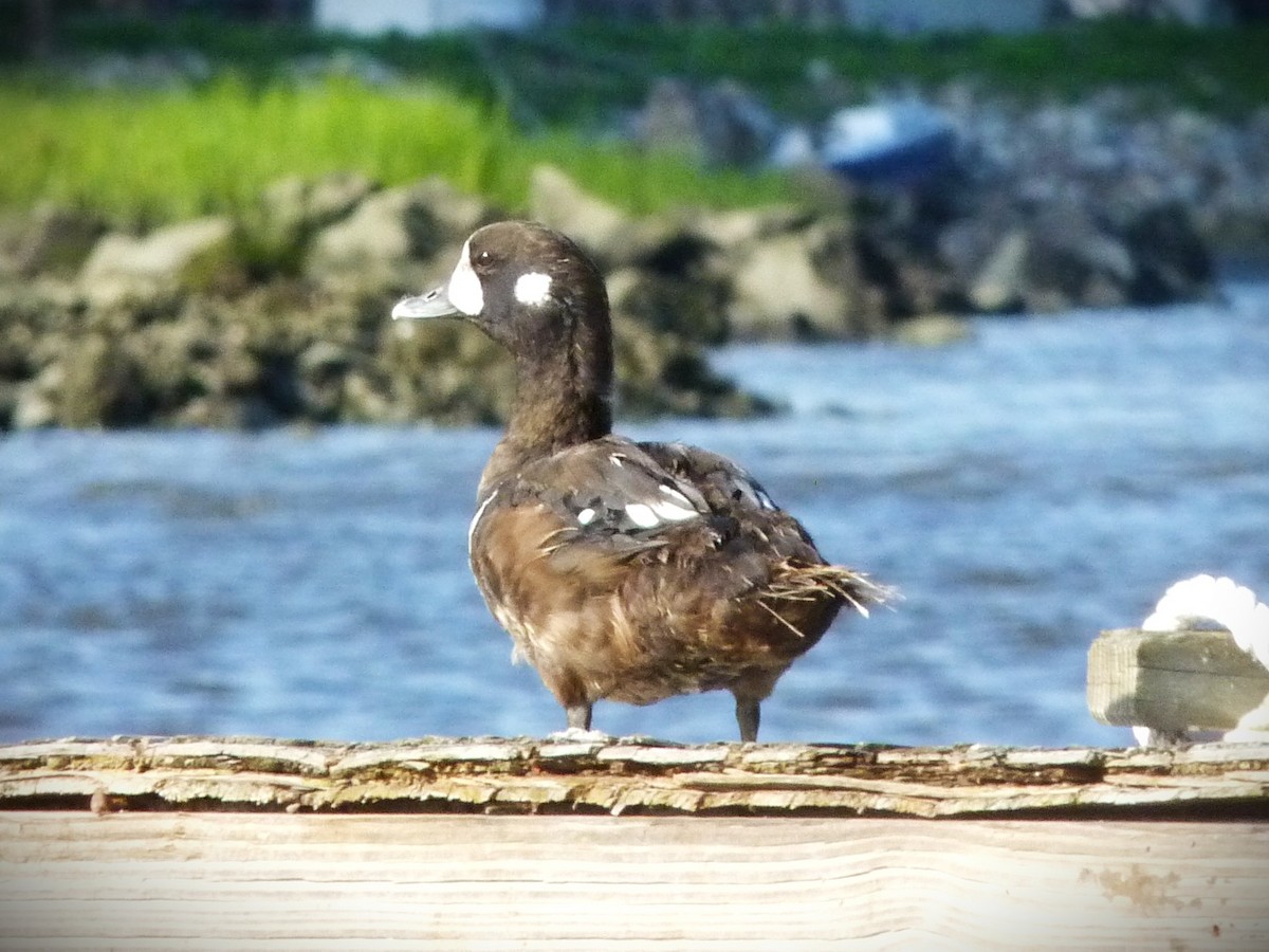 シノリガモ - ML646249899