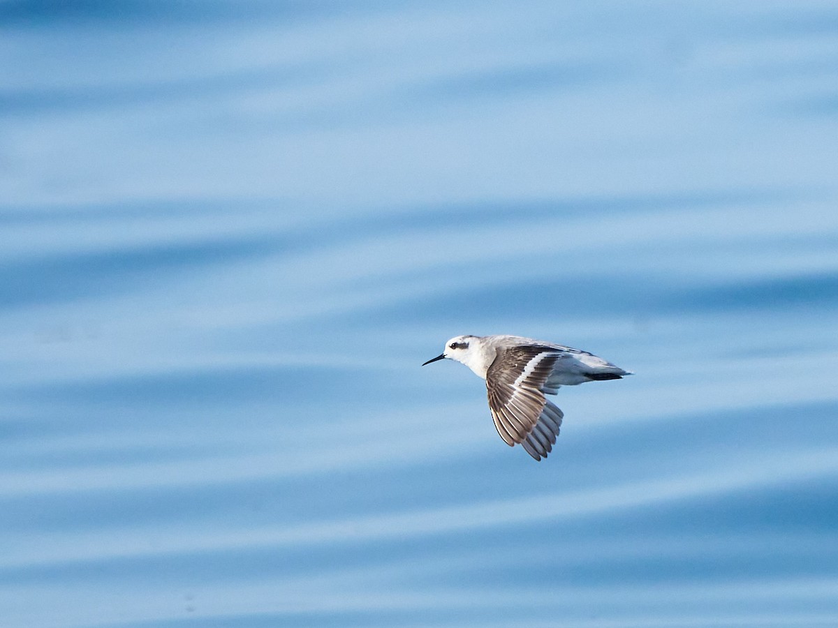 アカエリヒレアシシギ - ML646249900