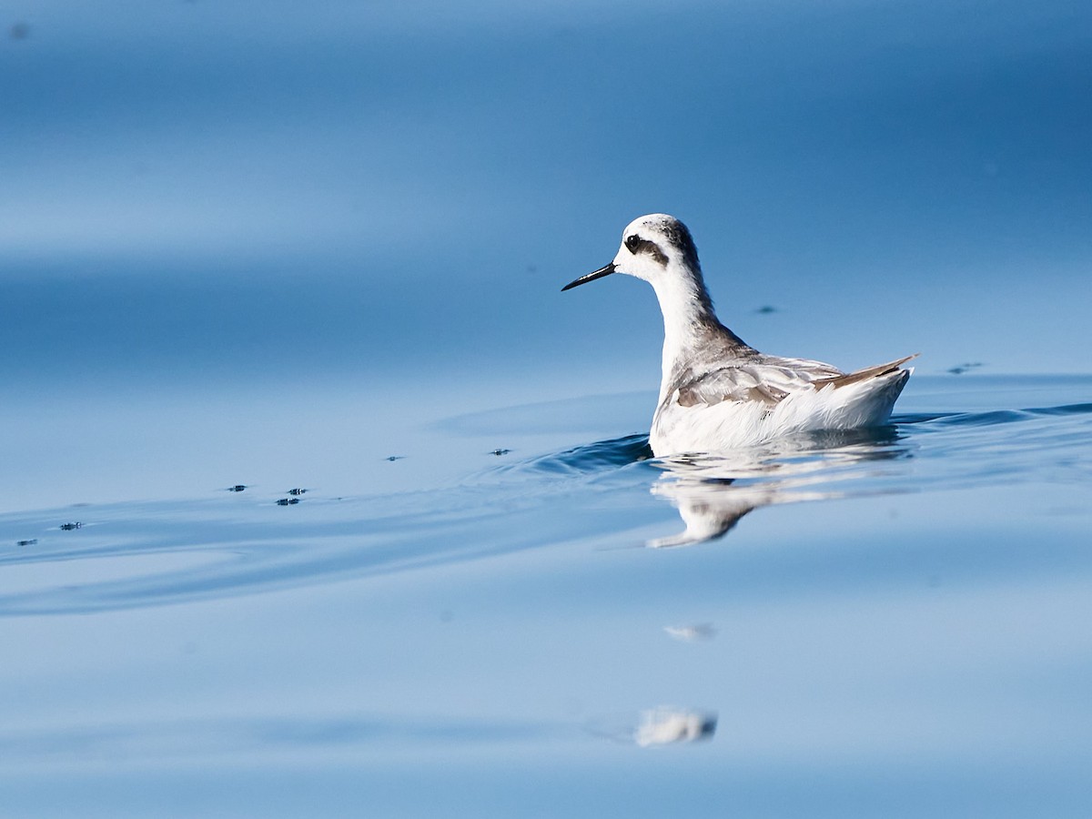 アカエリヒレアシシギ - ML646249901