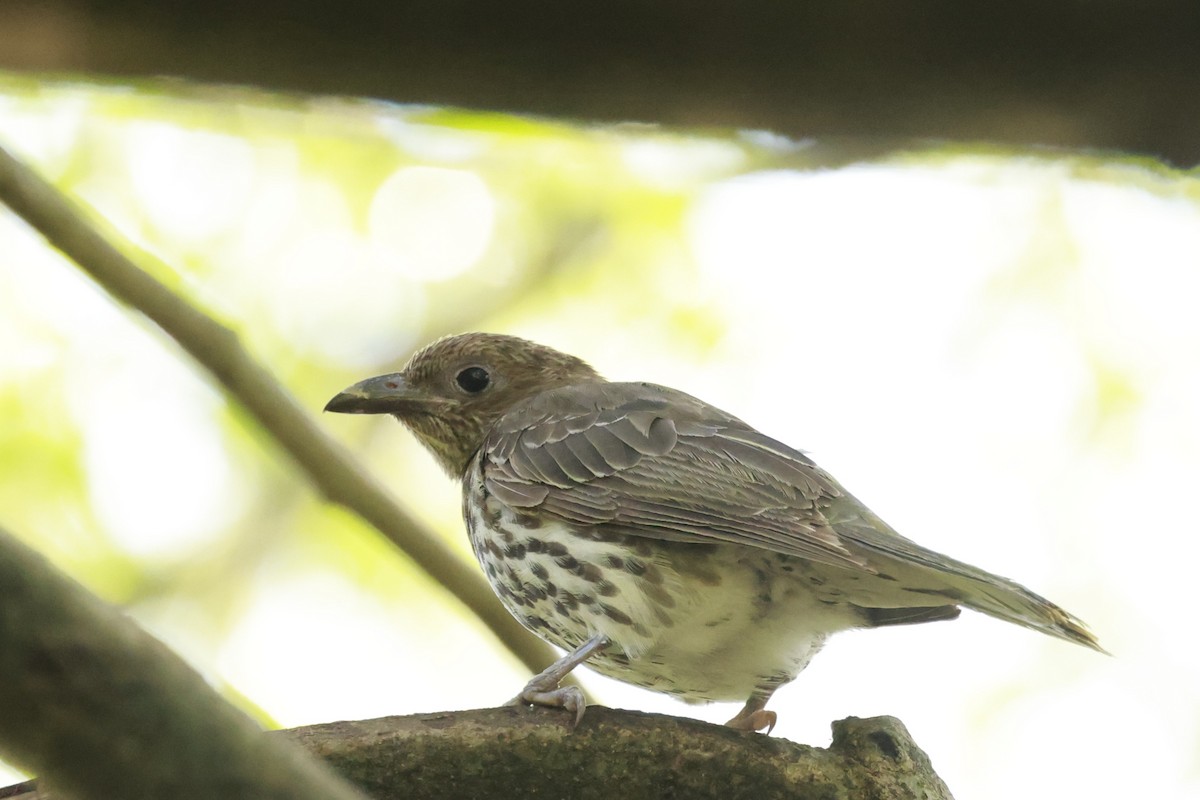 メガネコウライウグイス - ML646249902