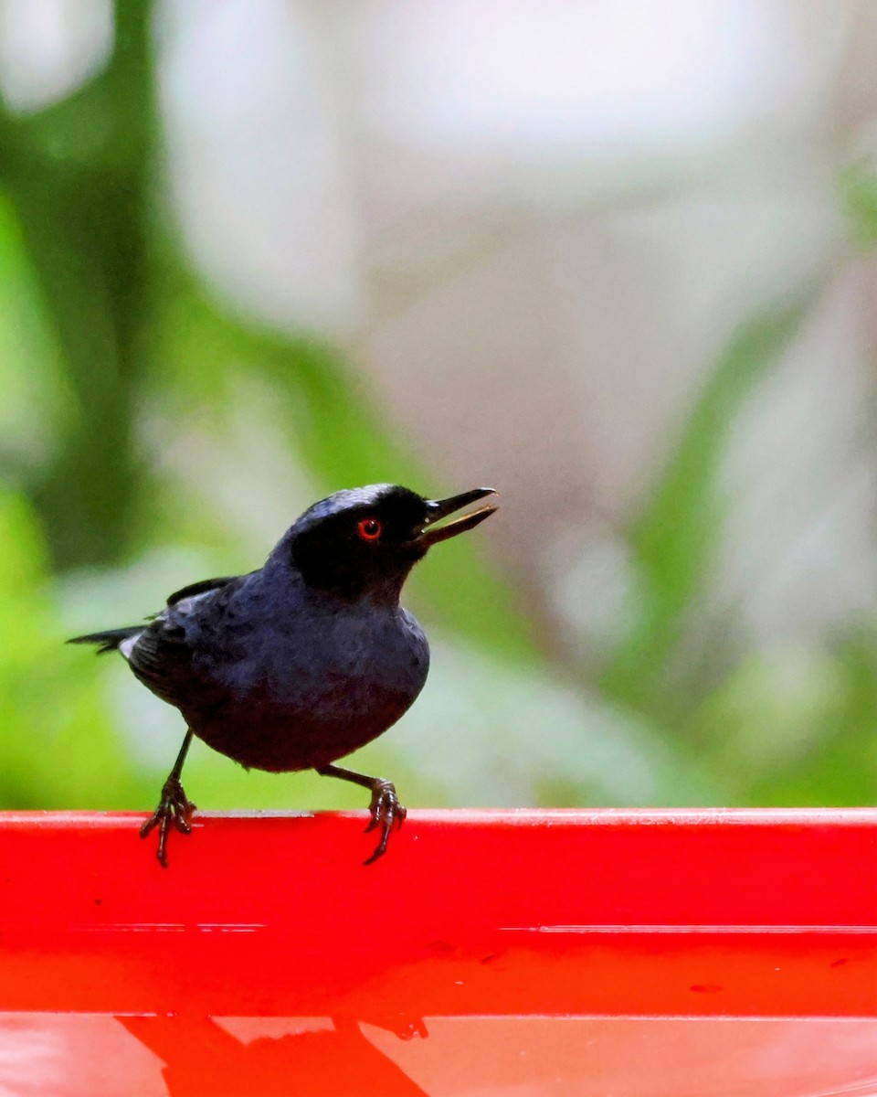 カオグロハナサシミツドリ - ML646249903