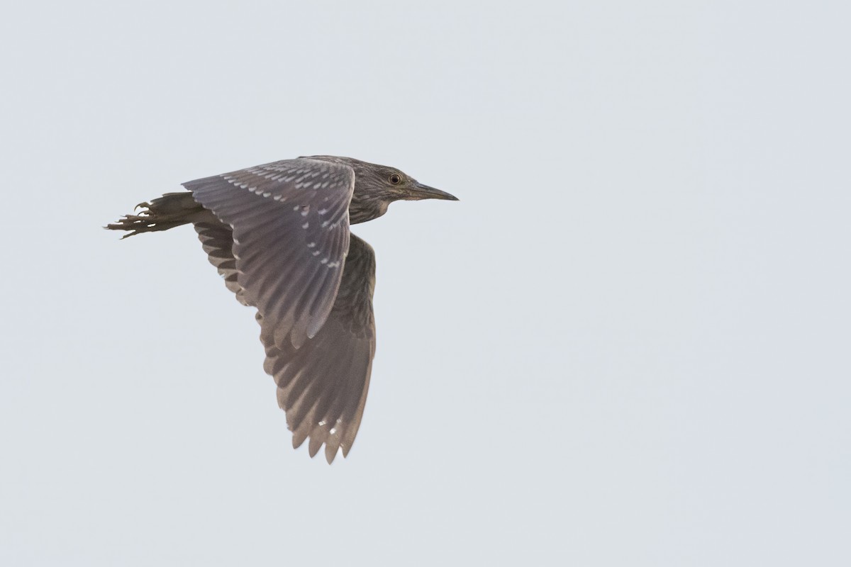 Nachtreiher - ML646249904