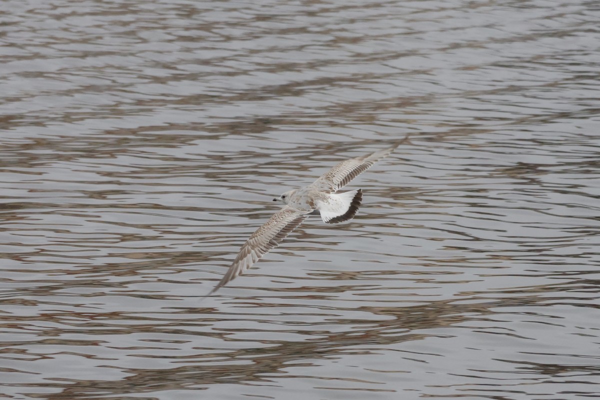 カモメ - ML646249905