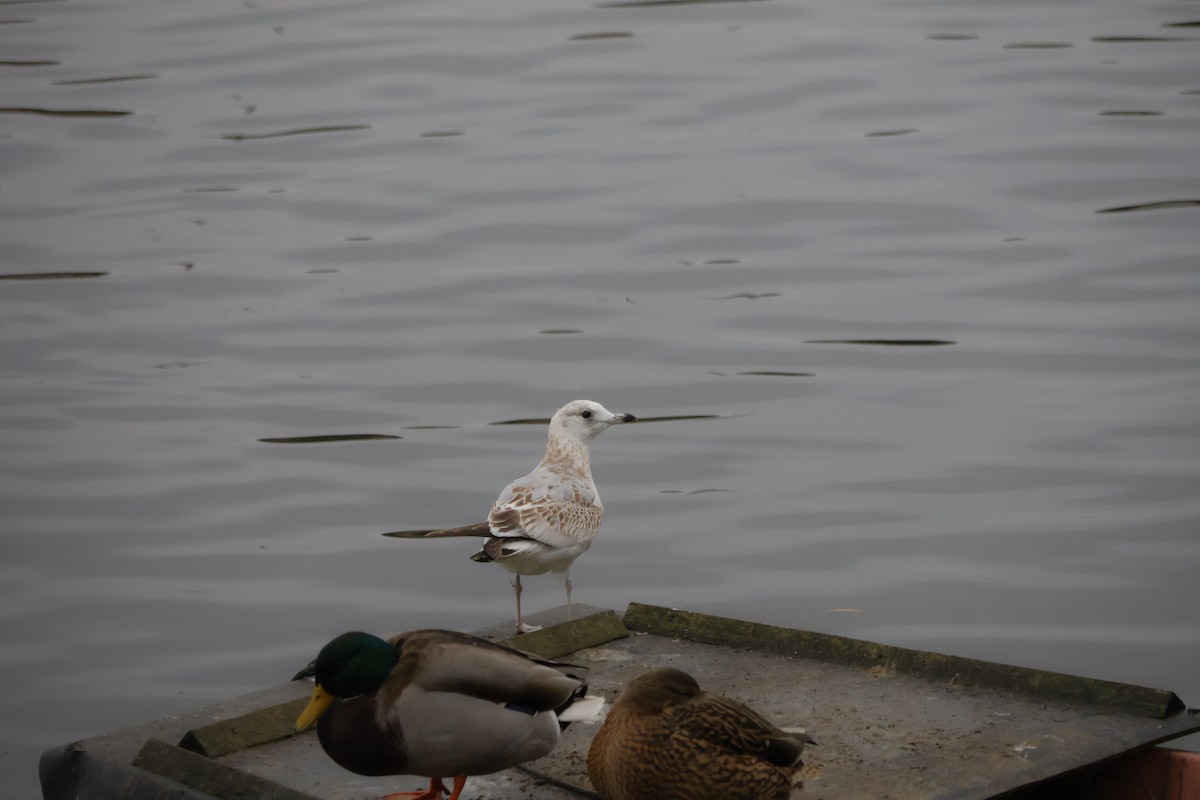 カモメ - ML646249906