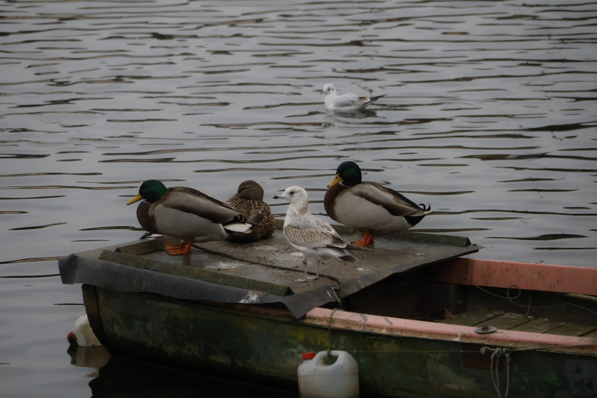 カモメ - ML646249907