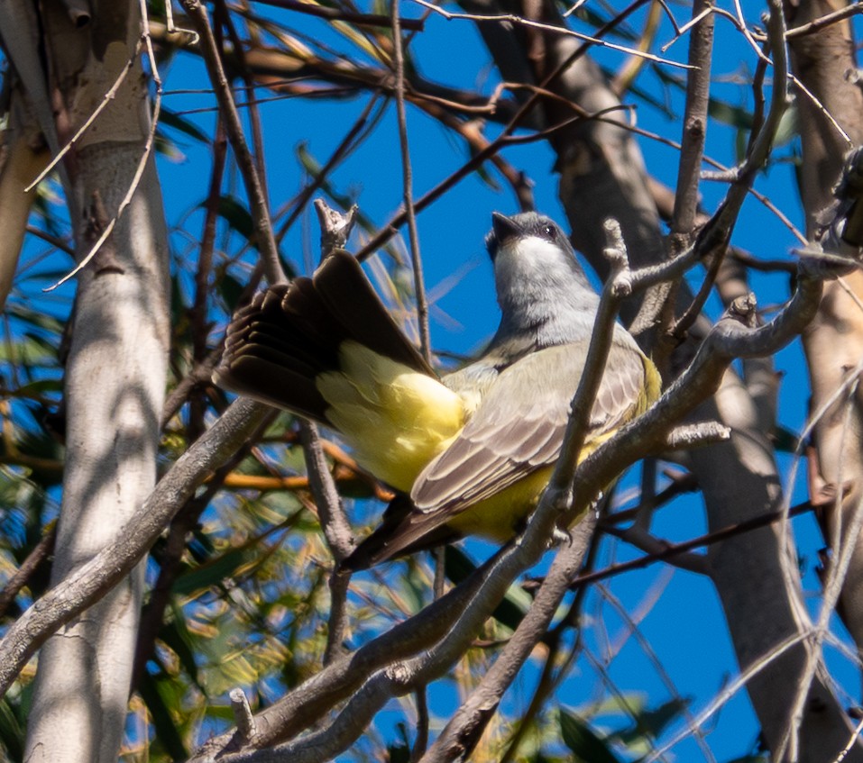 ハシボソタイランチョウ - ML646249908