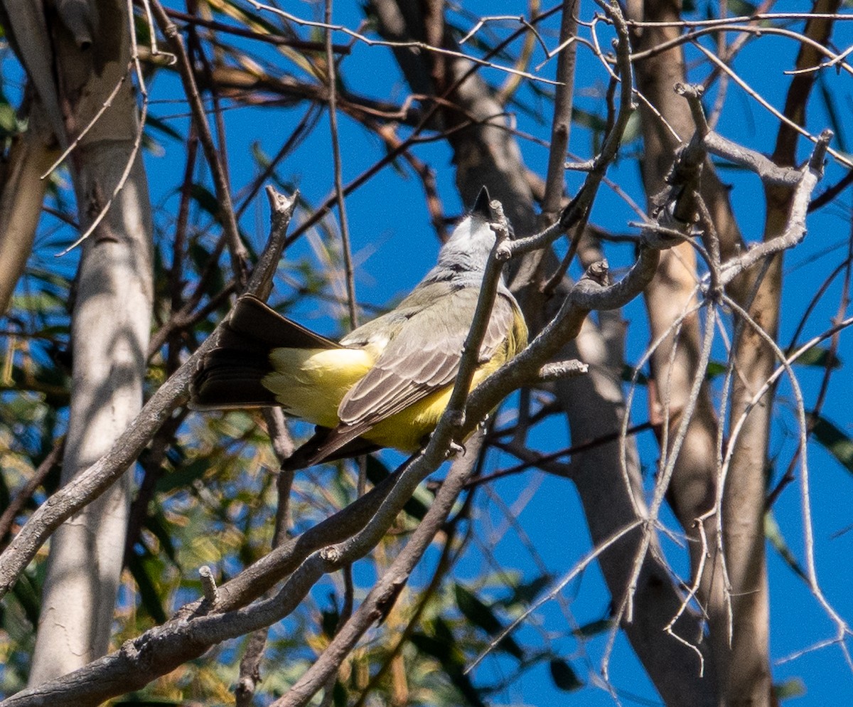 ハシボソタイランチョウ - ML646249909