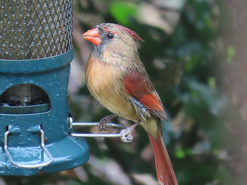 ショウジョウコウカンチョウ - ML646249910