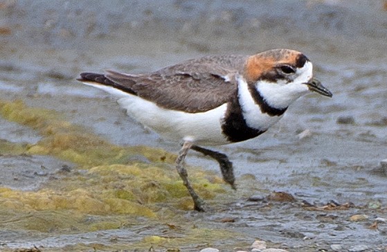 コフタオビチドリ - ML646249912