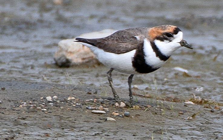 コフタオビチドリ - ML646249913