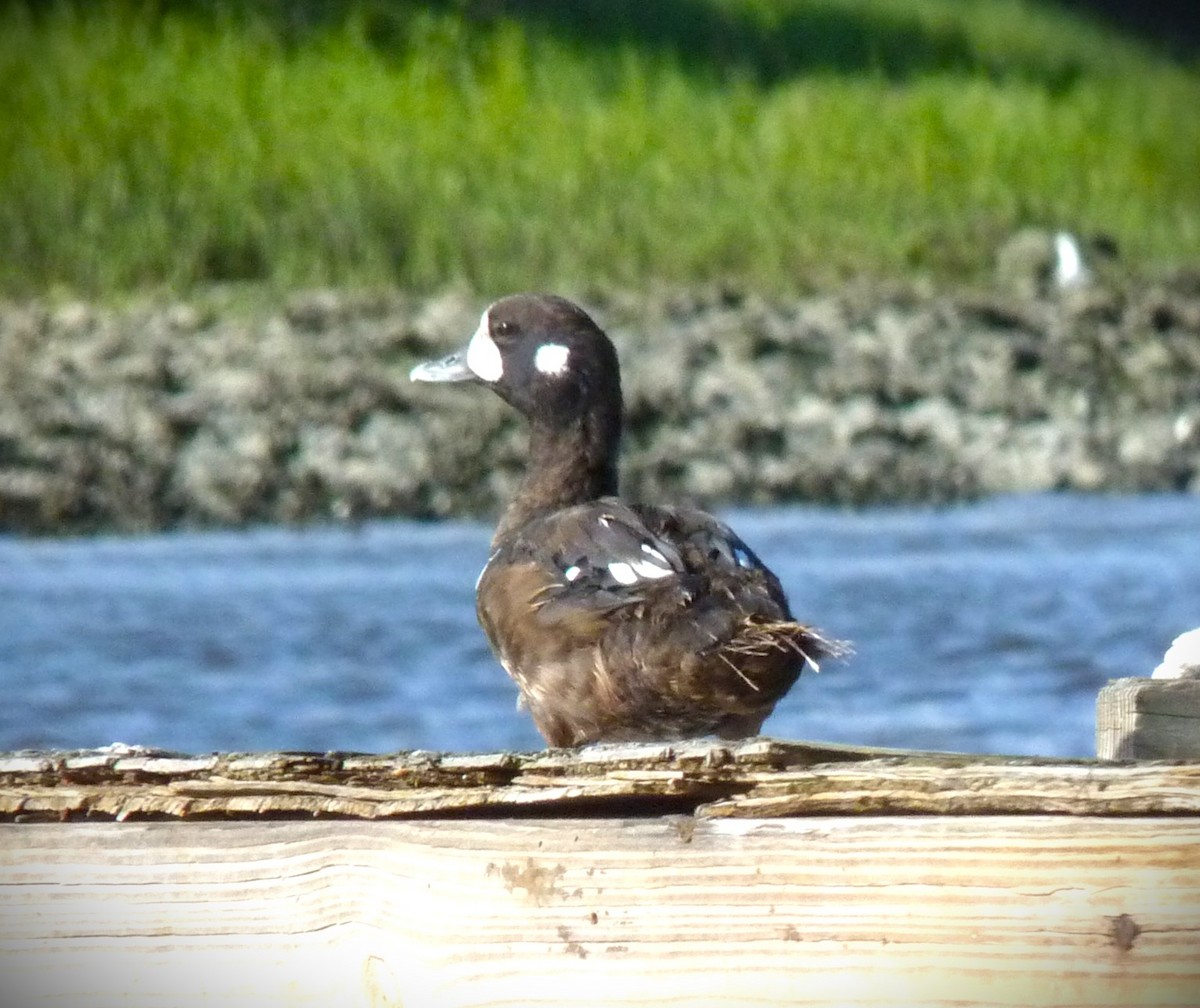 シノリガモ - ML646249915