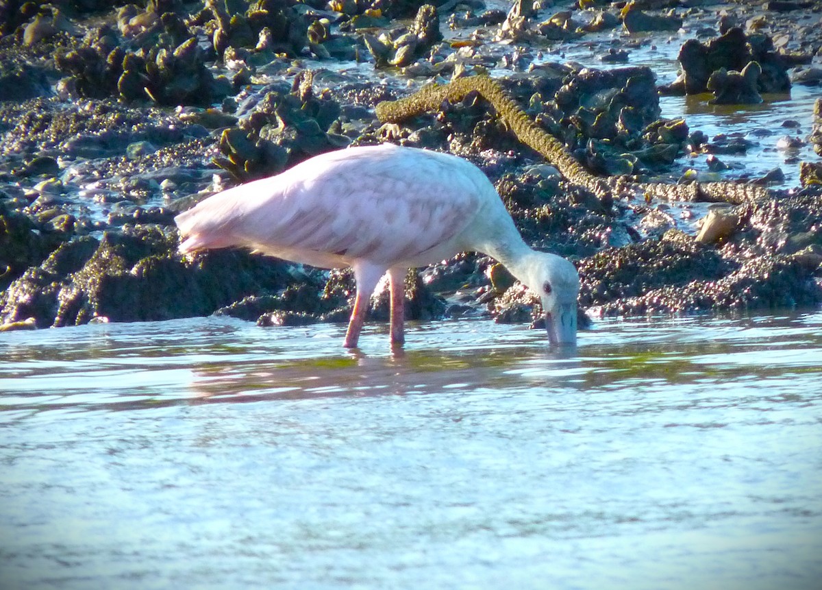 ベニヘラサギ - ML646249916