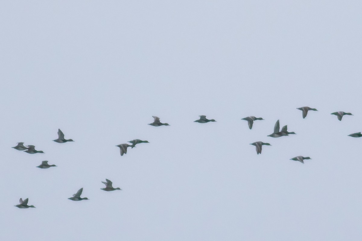 クロワカモメ - ML646249917