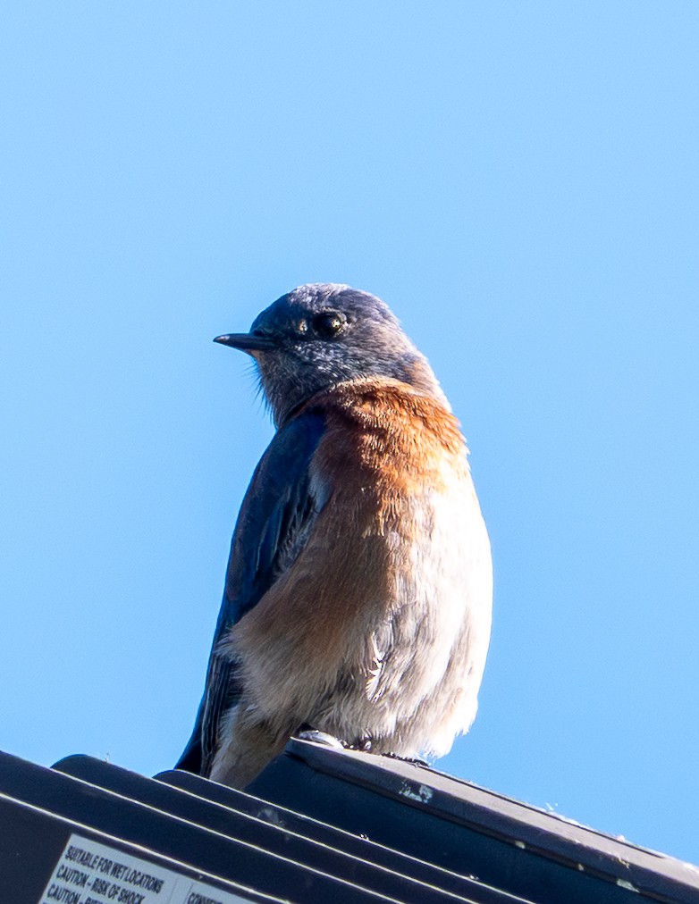 チャカタルリツグミ - ML646249918