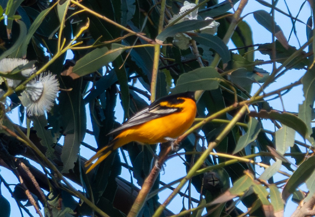 פזאי צפוני - ML646249920