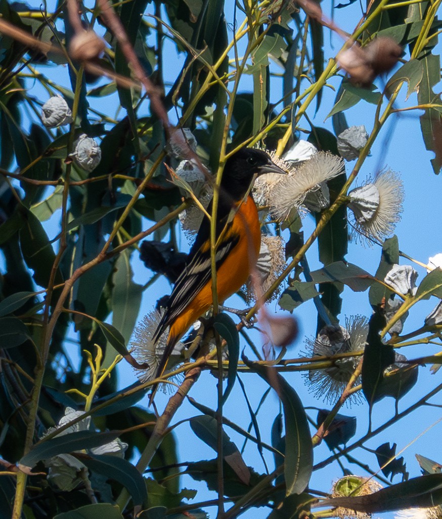 Baltimore Oriole - ML646249921