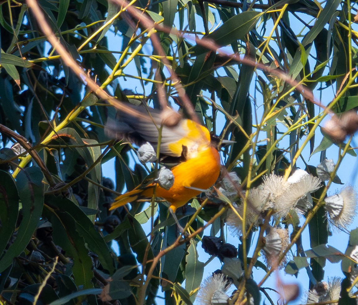 Baltimore Oriole - ML646249922