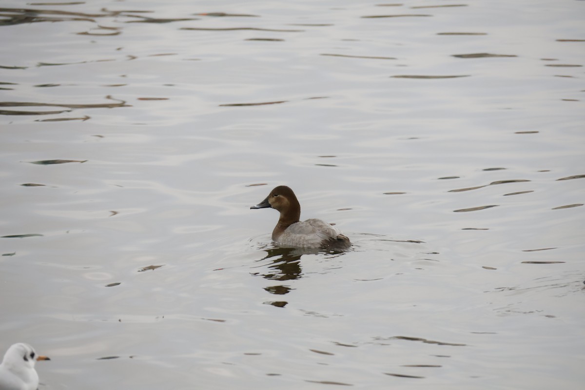 Tafelente - ML646249924