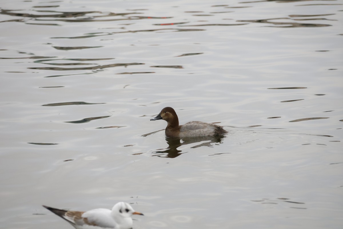 Tafelente - ML646249925