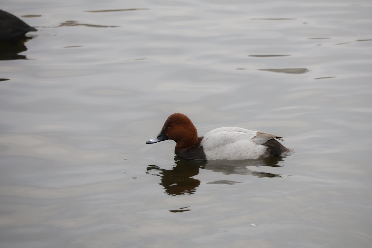 Tafelente - ML646249926