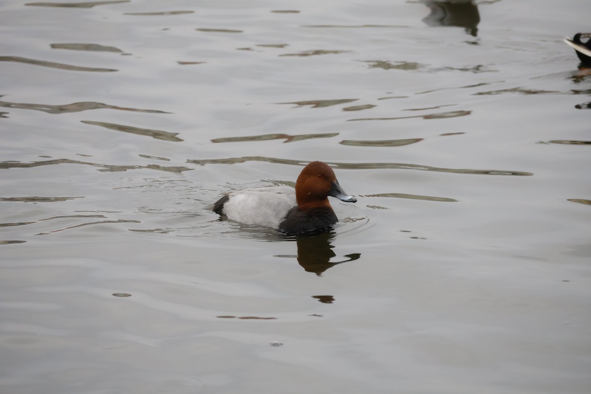 Tafelente - ML646249927