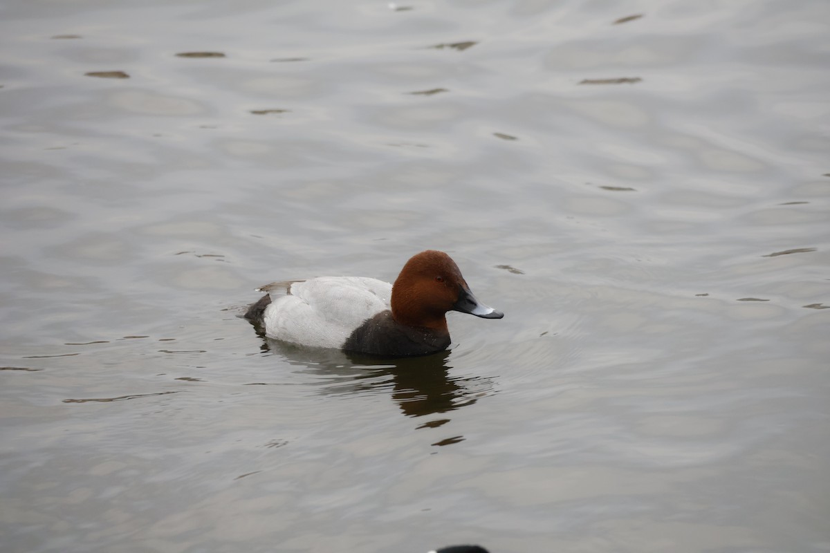 Tafelente - ML646249929