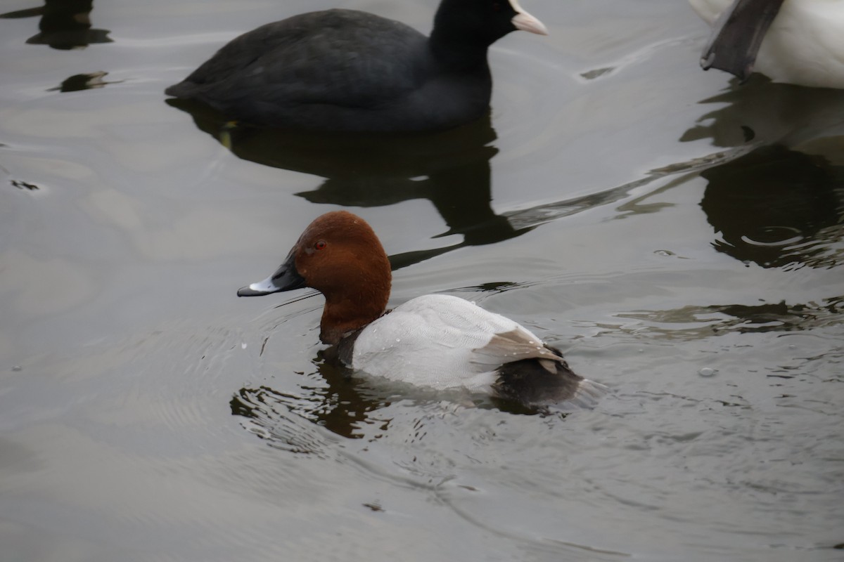 Tafelente - ML646249930