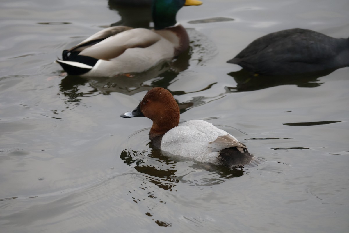 Tafelente - ML646249931