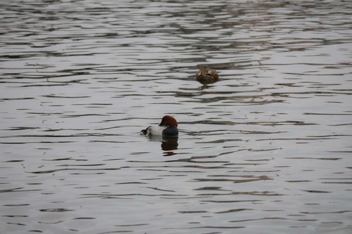 Tafelente - ML646249932