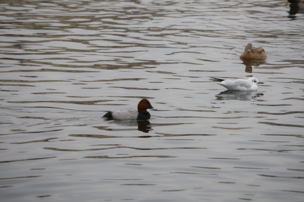 Tafelente - ML646249933