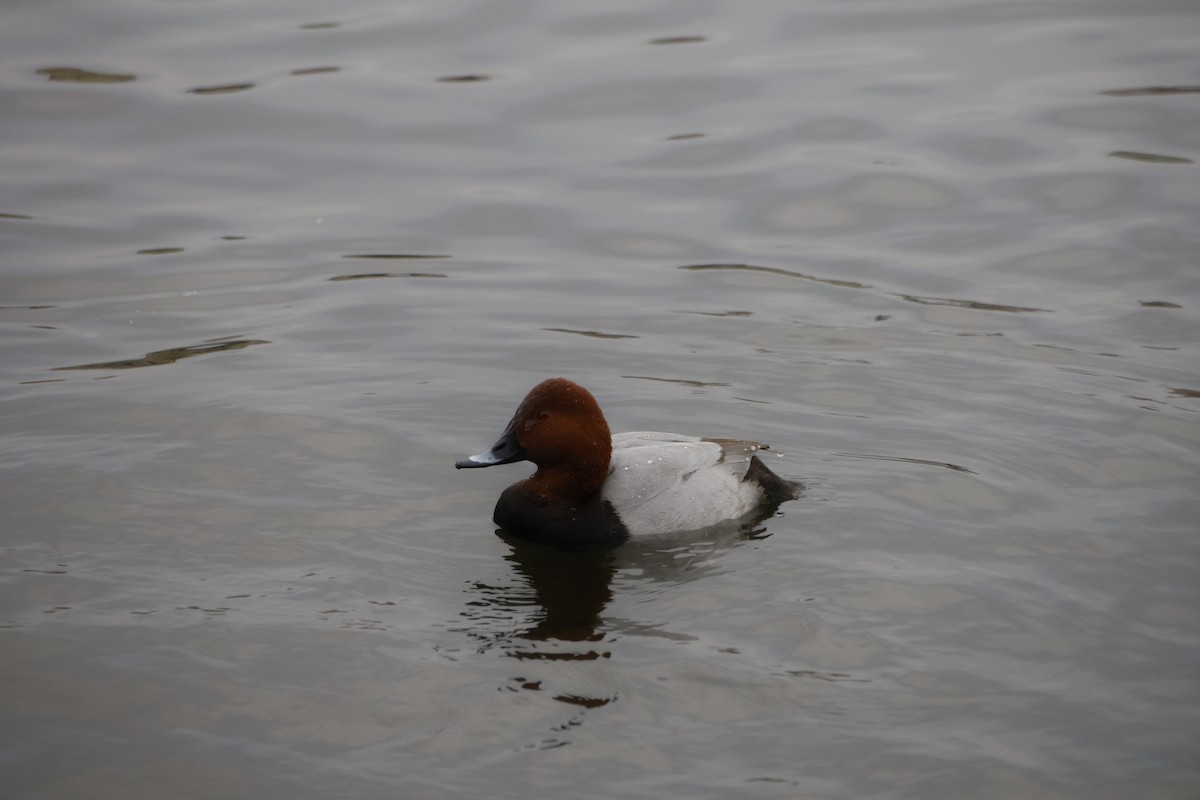 Tafelente - ML646249934