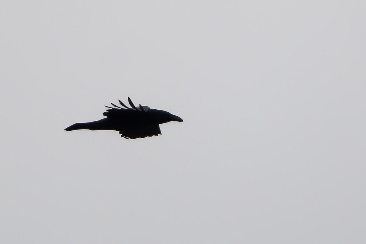 Common Raven - ML646249944